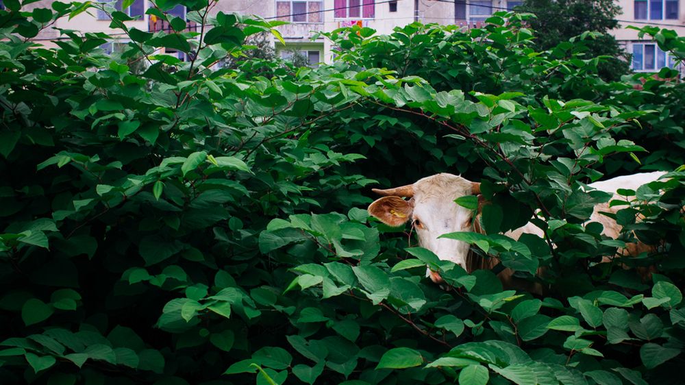 Fotograficzny humor prosto z Rumunii 1