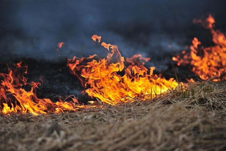 Wypalanie traw może mieć dla ekosystemu tragiczne skutki 