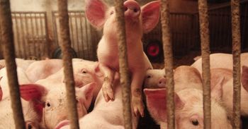 Stoczek: Trzecie ognisko afrykańskiego pomoru świń w rejonie