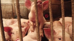 Stoczek: Trzecie ognisko afrykańskiego pomoru świń w rejonie