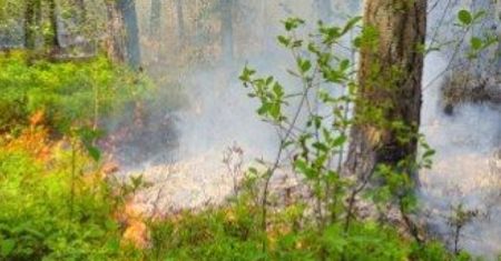 Spłonęło 15 hektarów lasu w Snochowicach. W akcję zaangażowano samoloty gaśnicze i policyjny Black Hawk