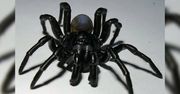 Nowy gatunek jadowitego pająka. Przypadkowo odkryli czarną bestię z Miami