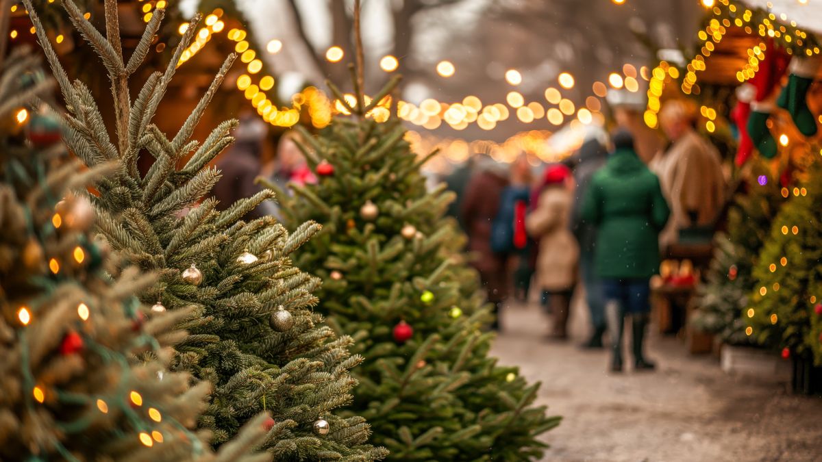 W Belgii głośno było o jedzeniu choinek 