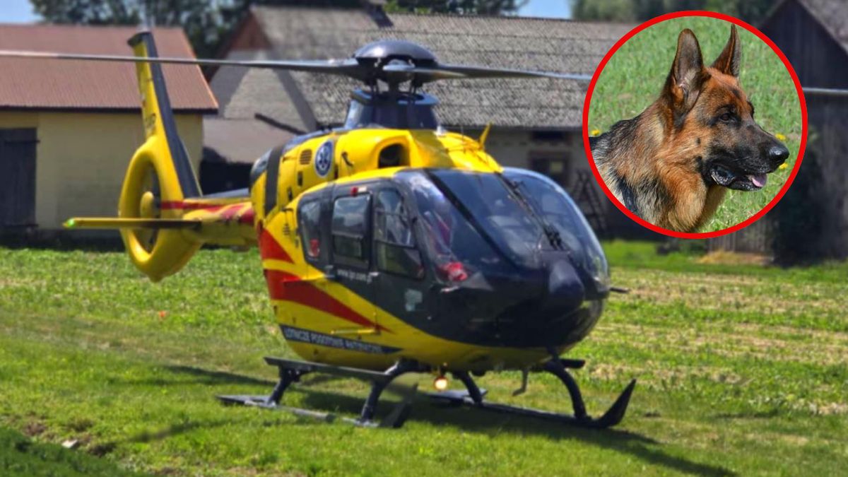 4-latka pogryziona przez psa