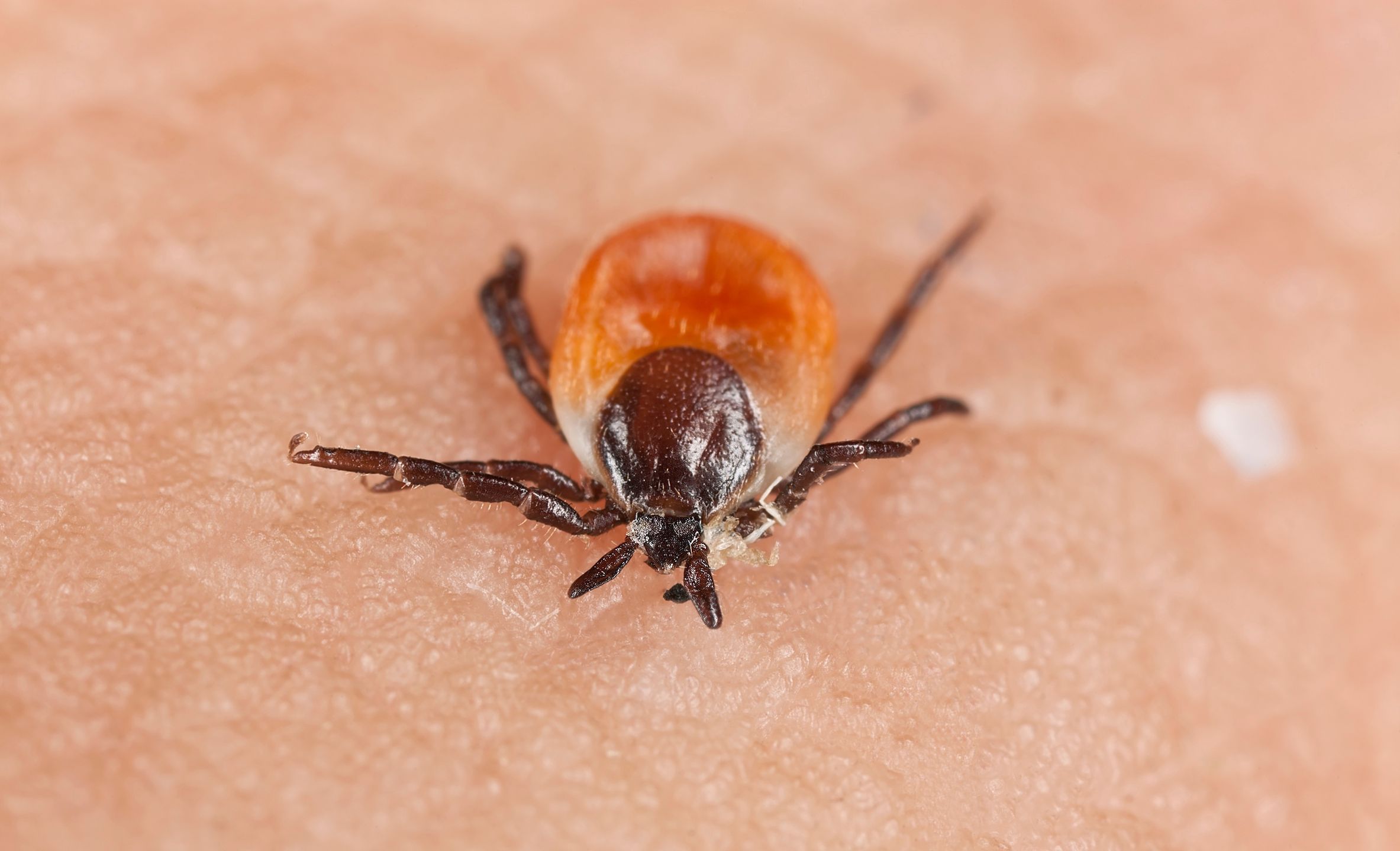 tick, pest, skin, lyme, macro, tbe, virus, white background, black, bloodsucker, borreliose, borreliosis, encephalitis, epidemic, hyalomma, insect, ixodid, pain, parasite, red, sickness, acarus, arachinoid, arachnid, arthropod, background, biology, bug, close, close up, closeup, copy space, copy-space, copyspace, detail, disease, disease carrier, extreme close-up, fauna, infectious, lusitanicum, medical, medicine, parasitic, small, sucker, unhygienic, white, wilderness