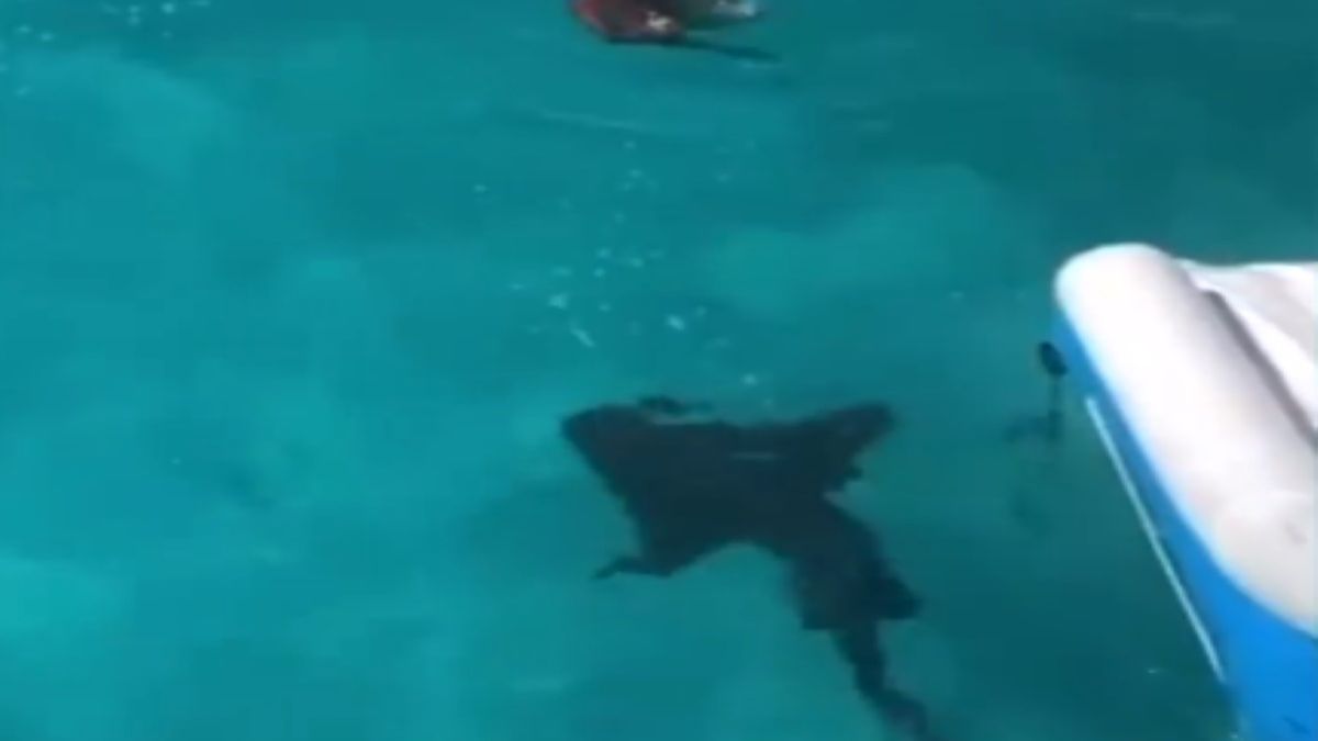 Do kąpiącej się turystki nagle podpłynął rekin