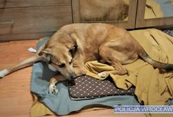 Wrocław. Smutny los Aresa. Katowany przez 16-latka, niegdyś był gwiazdą psich zawodów