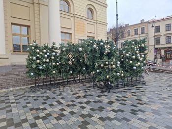 Lublin: Choinka staje przed ratuszem. W tym roku rozbłyśnie wcześniej niż zazwyczaj