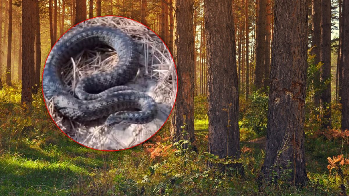 Żmije często występują na leśnych ścieżkach.