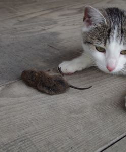 Mysz goniła kota. Powód wyciska łzy