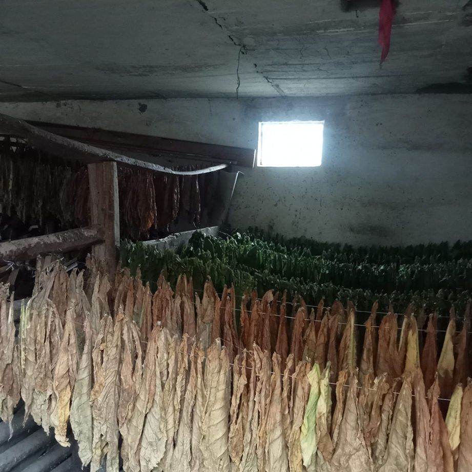 Terespol: Nielegalna produkcja papierosów. Policjanci zabezpieczyli 33 kg tytoniu i uprawę roślin