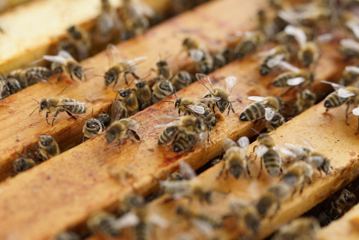 Katowickie pszczoły produkują miód przedniej jakości.