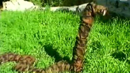 Eksplodujące robo-węże od izraelskich sił zbrojnych 1