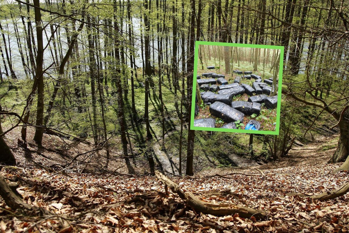 Groźna substancja w lesie. Leśnicy alarmują. To nie jest zwykłe śmiecenie