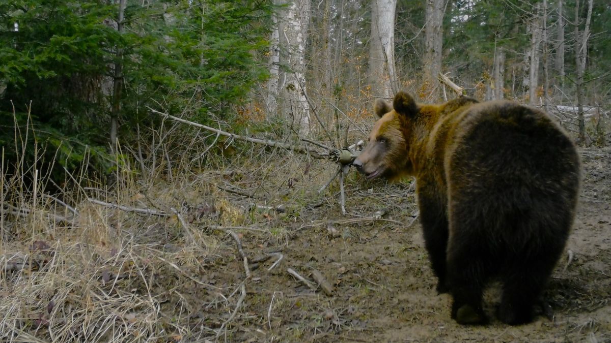 Niedźwiedzie budzą się nie tylko w Tatrach