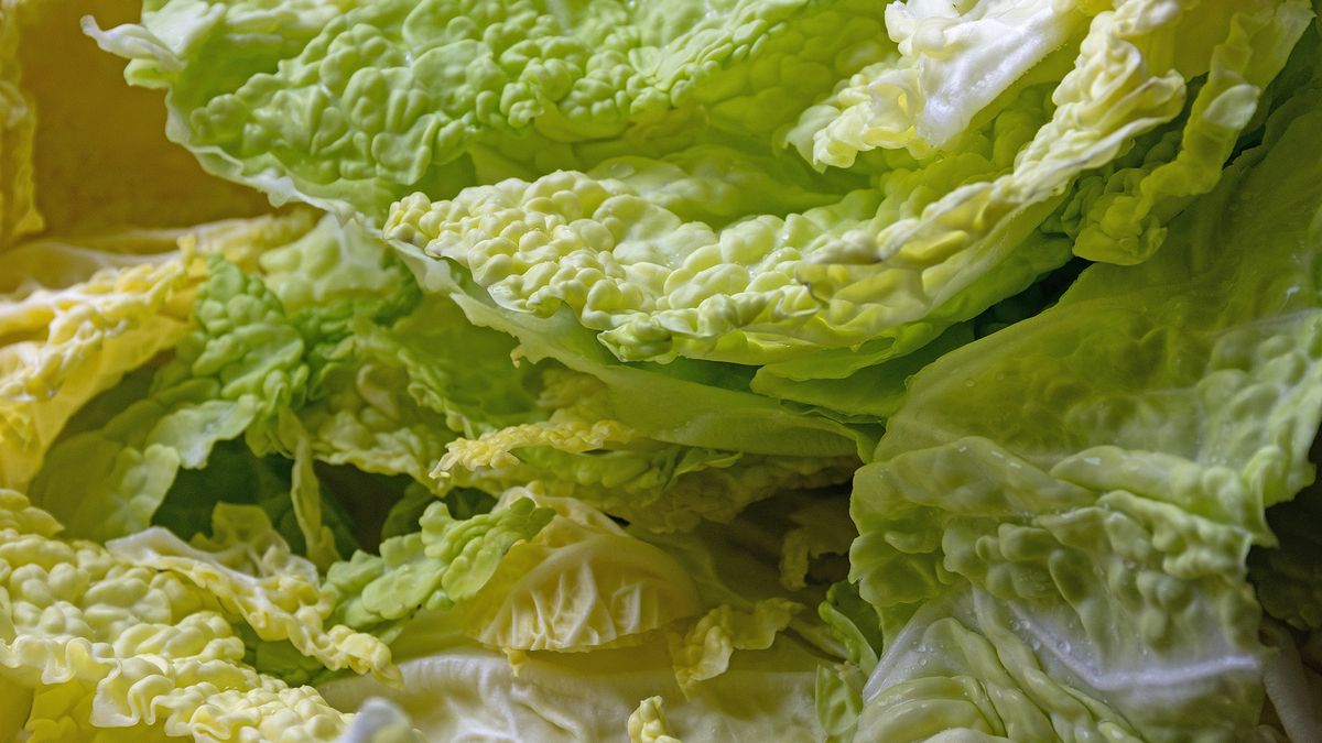 Najgorsza kapusta do kiszenia