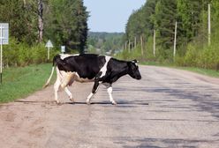 USA. Policjanci musieli złapać krowę, która  biegała po autostradzie