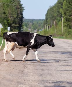 USA. Policjanci musieli złapać krowę, która  biegała po autostradzie