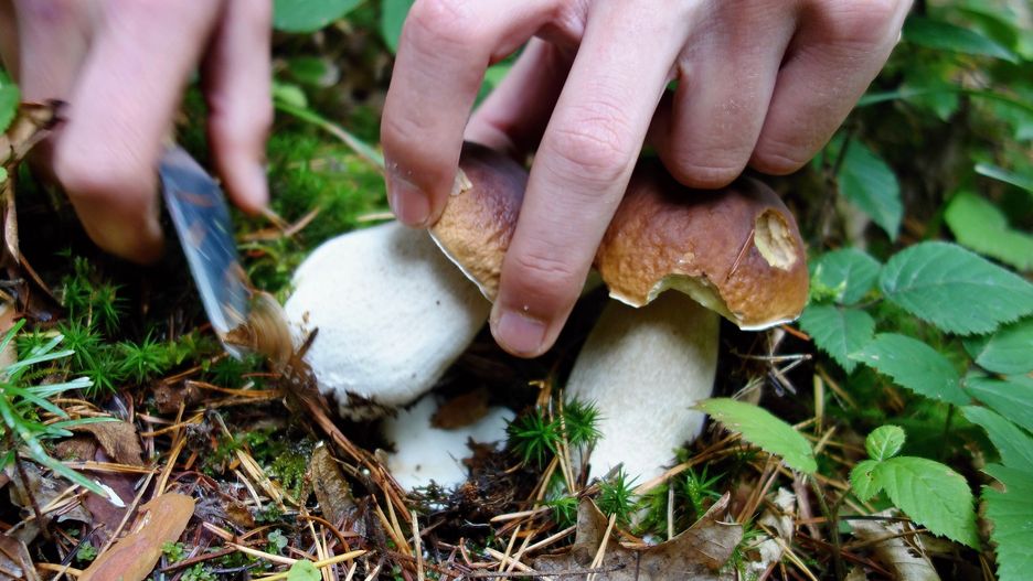 O czym warto pamiętać podczas grzybobrania?