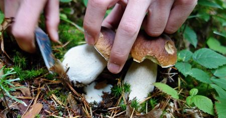 Powszechny błąd grzybiarzy. Skutki mogą być opłakane