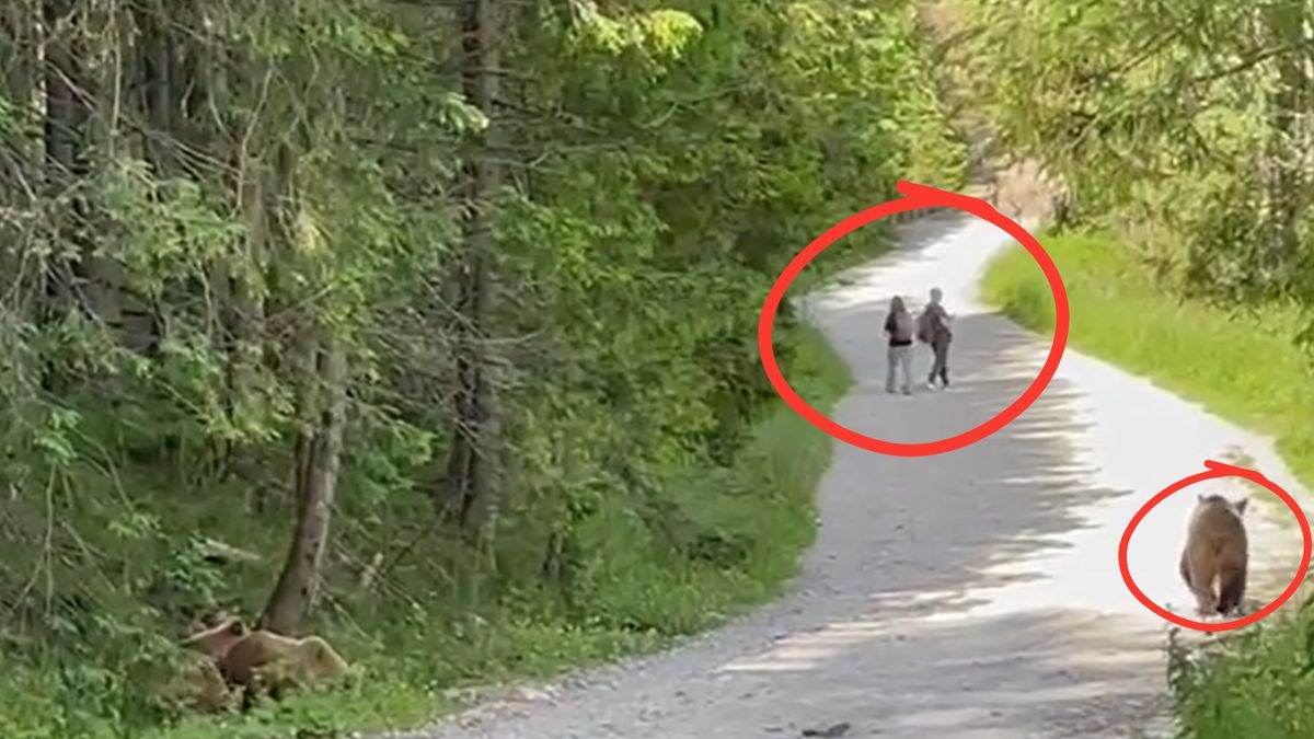 Niezwykłe spotkanie w Tatrach