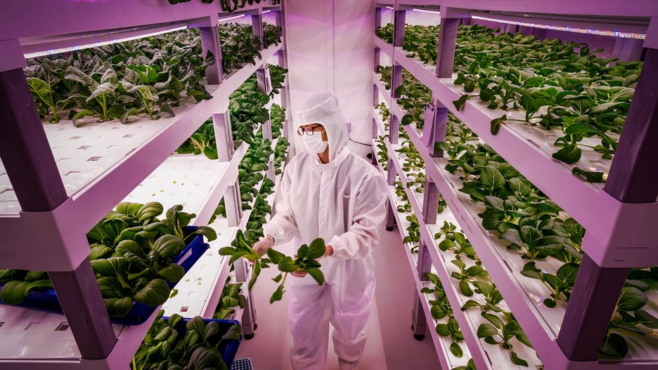 Piętrowe sady (ang. Vertical Farm) wyglądają niemal wszędzie tak samo. Na zdjęciu widać wnętrze placówki w Singapurze.