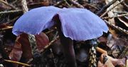 Tak wyglądają fioletowe klejnoty lasu. Są jadalne i często rosną przy cmentarzach