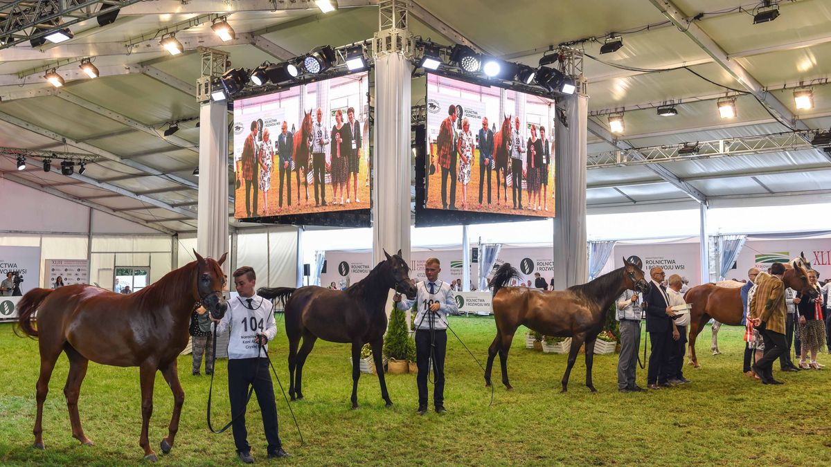 Janów Podlaski, 14.08.2021. Nagrodzone kalcze podczas czempionatu klaczy 4-6 letnich klasy VIIB podczas XLIII Narodowego Pokazu Koni Arabskich w Janowie Podlaskim, 14 bm. Pokaz oraz aukcję koni �Pride of Poland� po raz trzeci organizuje Polski Klub Wyścigów Konnych. (sko) PAP/Wojtek Jargiło