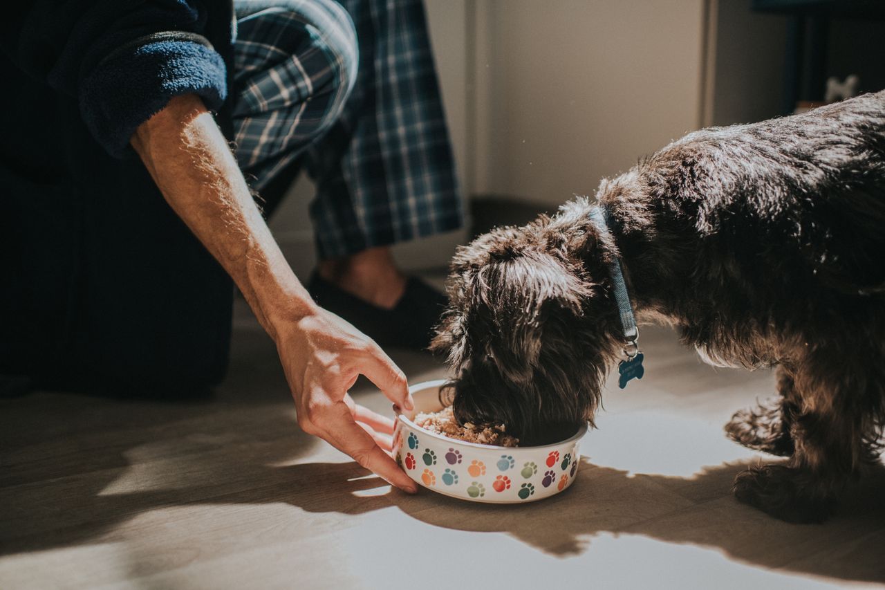 Smacznie, zdrowo, z miłością, czyli jak prawidłowo żywić czworonoga? Rozmowa z Magdaleną Sztylkowską z Butcher’s Pet Care
