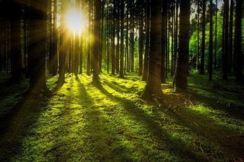 Nowe środki dla rolników. Rusza nabór na inwestycje leśne
