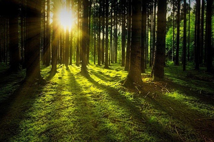 Nowe środki dla rolników. Rusza nabór na inwestycje leśne