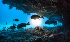 Oceany w zagrożeniu przez człowieka. Kolejna granica naszej planety na skraju wytrzymania