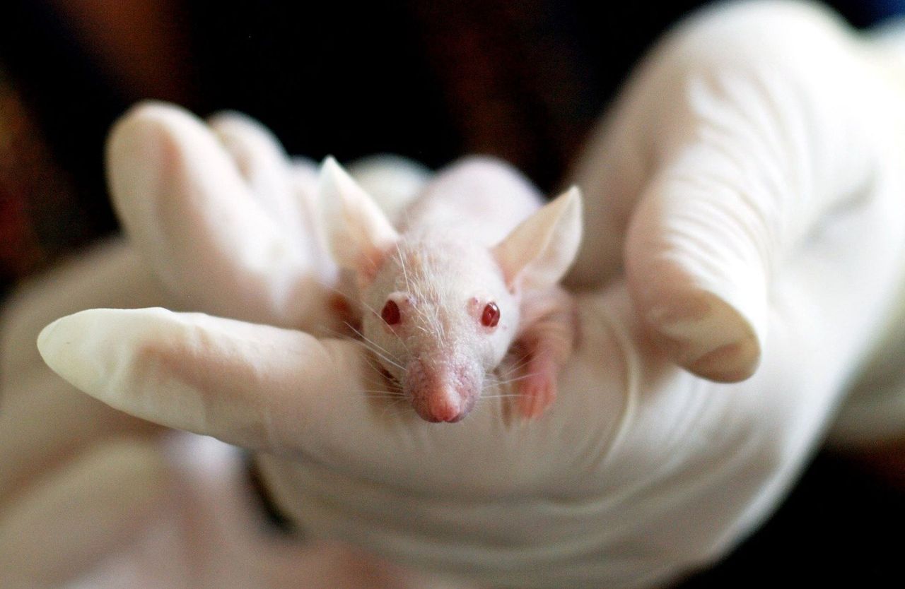Programowanie emocji - naukowcy sterują myszami przez wszczepiony chip