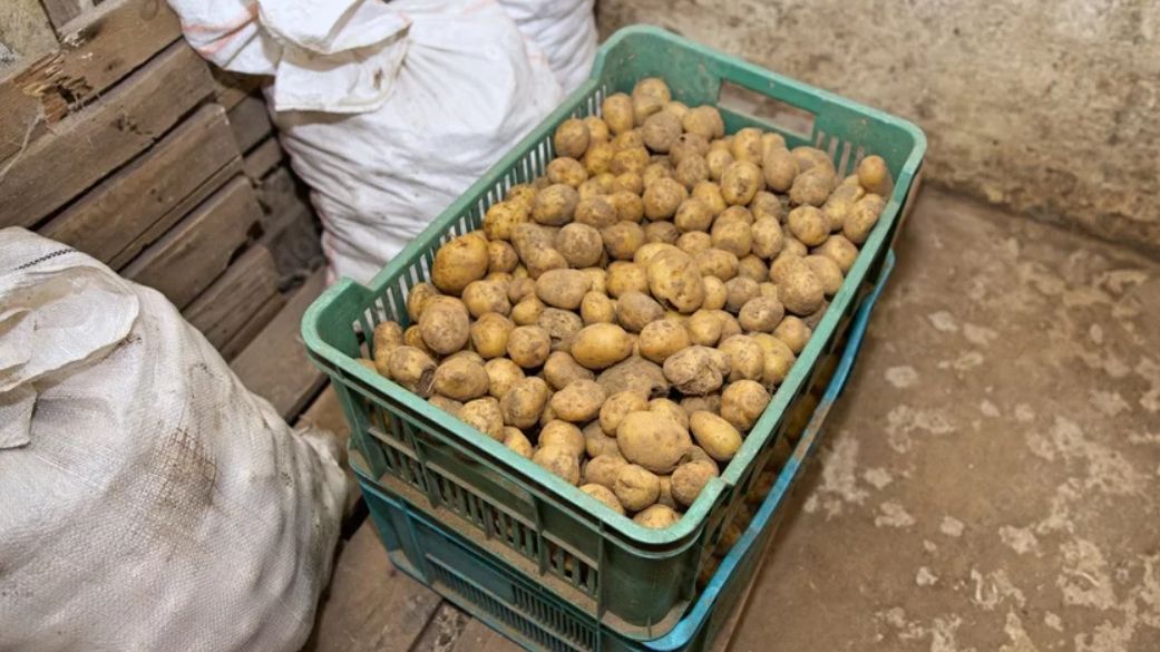 Miejsce i warunki przechowywania ziemniaków mają znaczenie