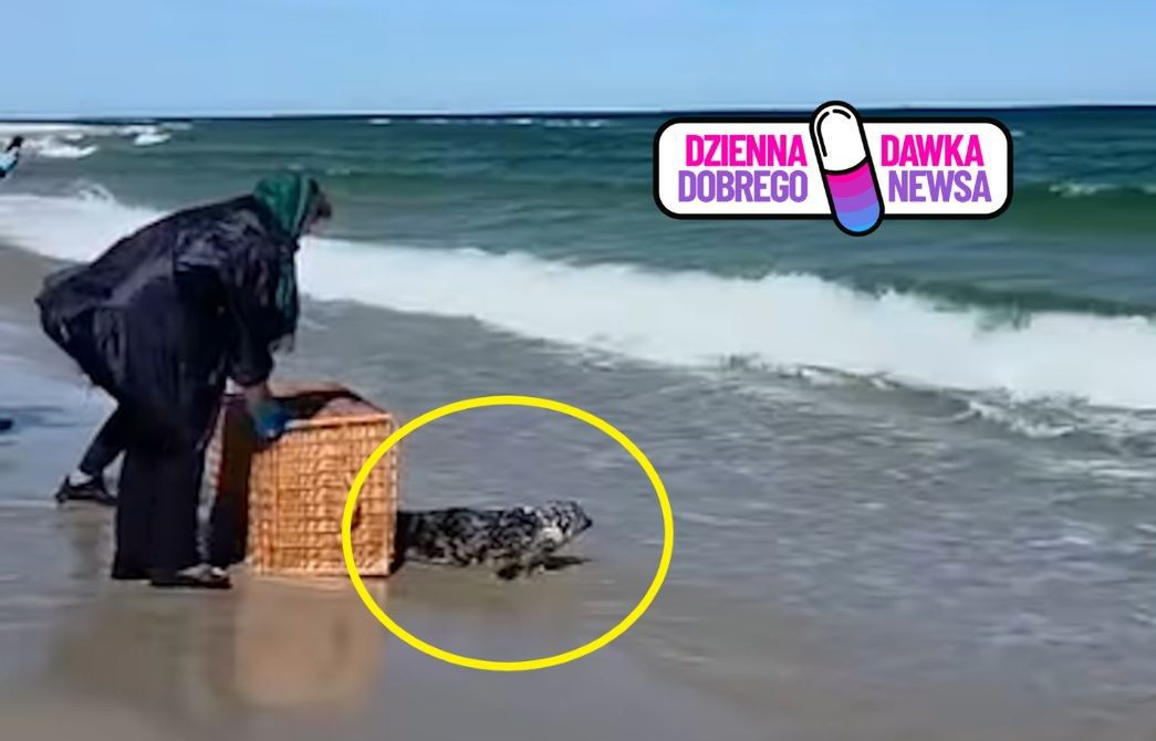 Skwerek wrócił do Bałtyku. Pokazali nagranie