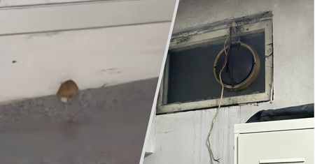 Afera w policji. Sanepid reaguje na grzyb i myszy w komisariacie
