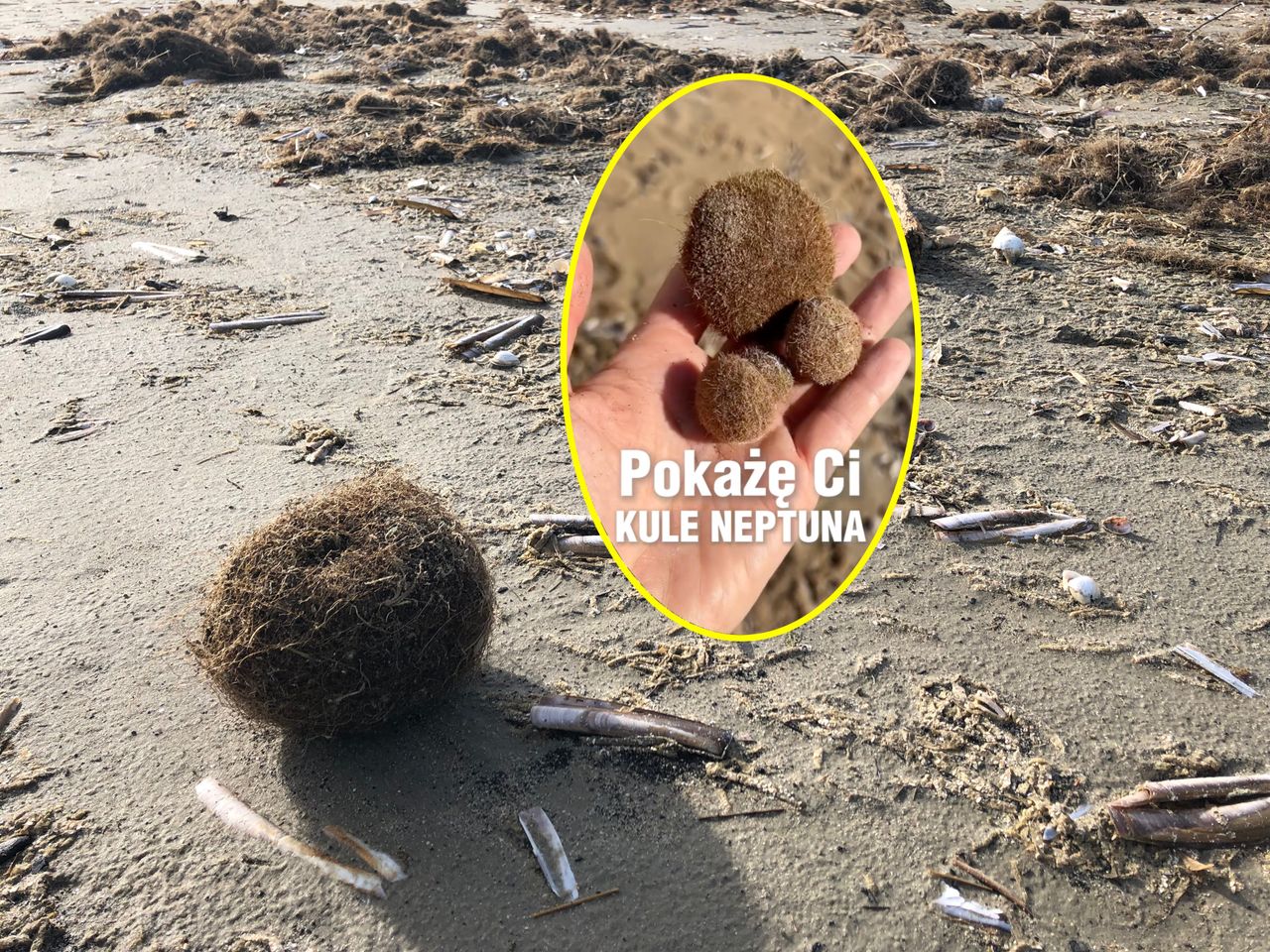 Dziwne "kłaczki" na plaży. "Wiele razy się zastanawiałem, co to jest"