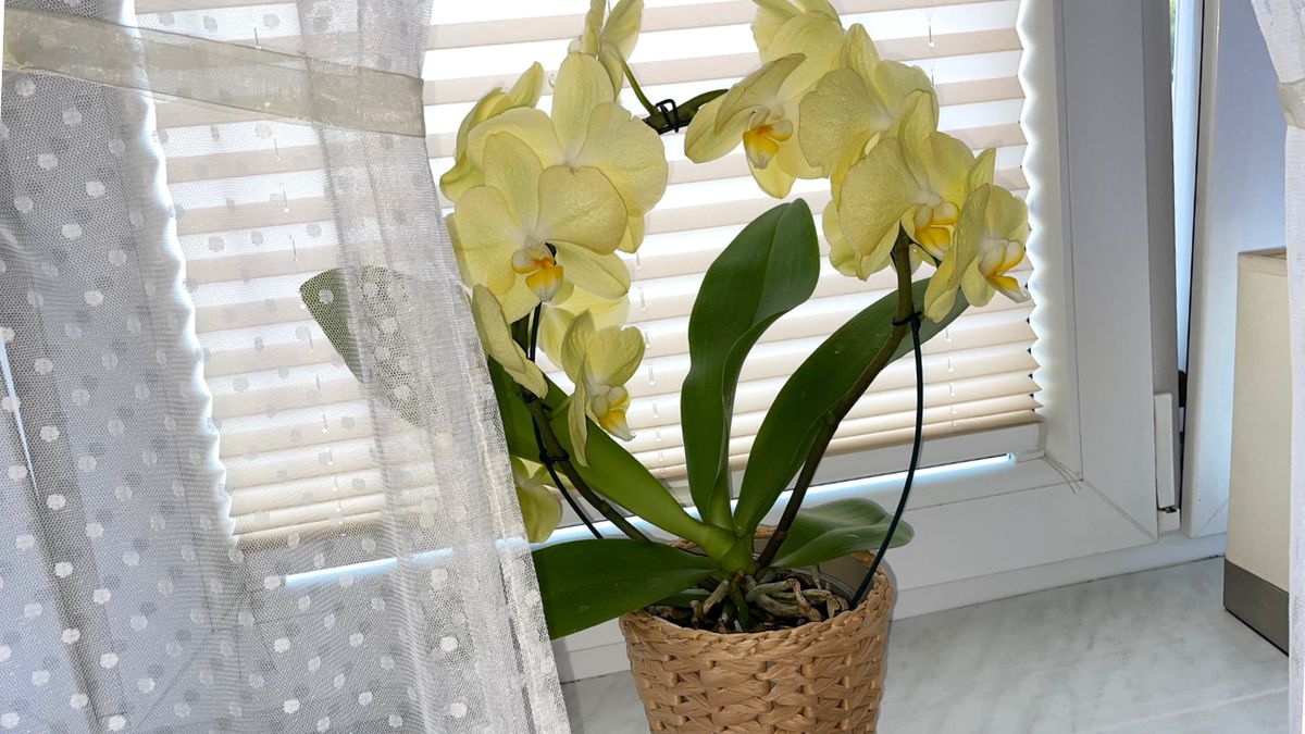 Storczyk na parapecie