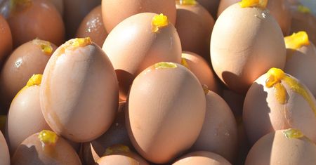 Jajka na twardo – jak gotować, by skorupka nie pękła?