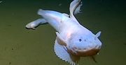 Tak się żyje na dnie oceanu. Nagrali dziwne ryby na głębokości 8000 m