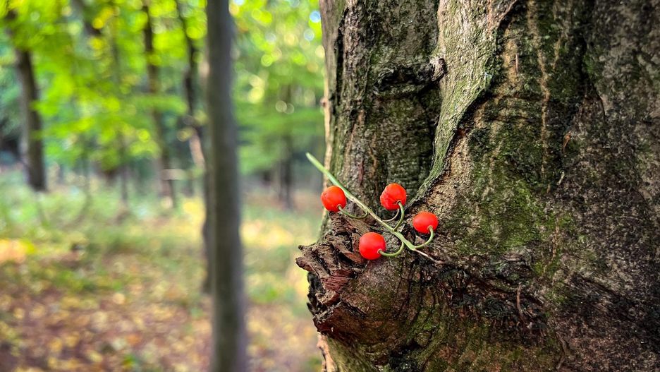 Pogoda las jesień drzewo jarzębina 