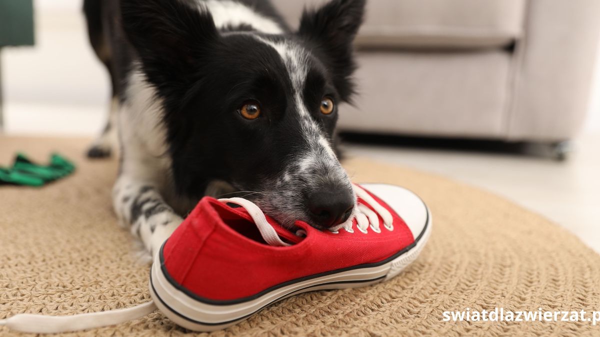 Czy border collie jest trudnym psem?
