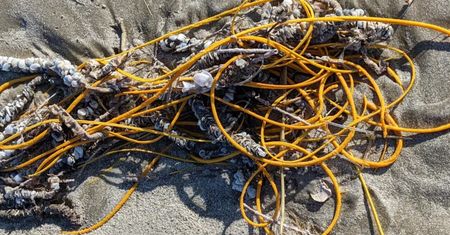 To nie śmieć. Niezwykłe odkrycie na plaży