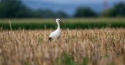 Czas bocianich sejmików. Już się gromadzą, a to zły znak