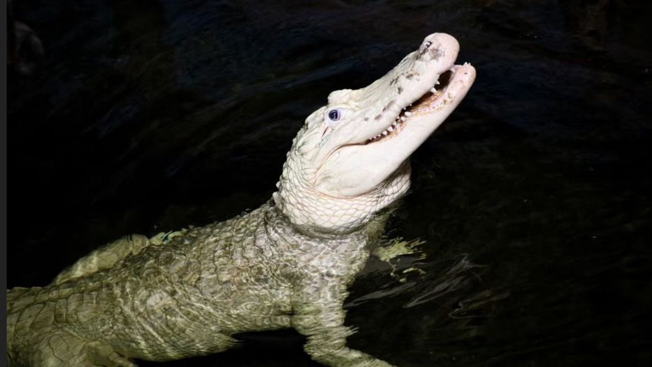 Aligator Thibodaux