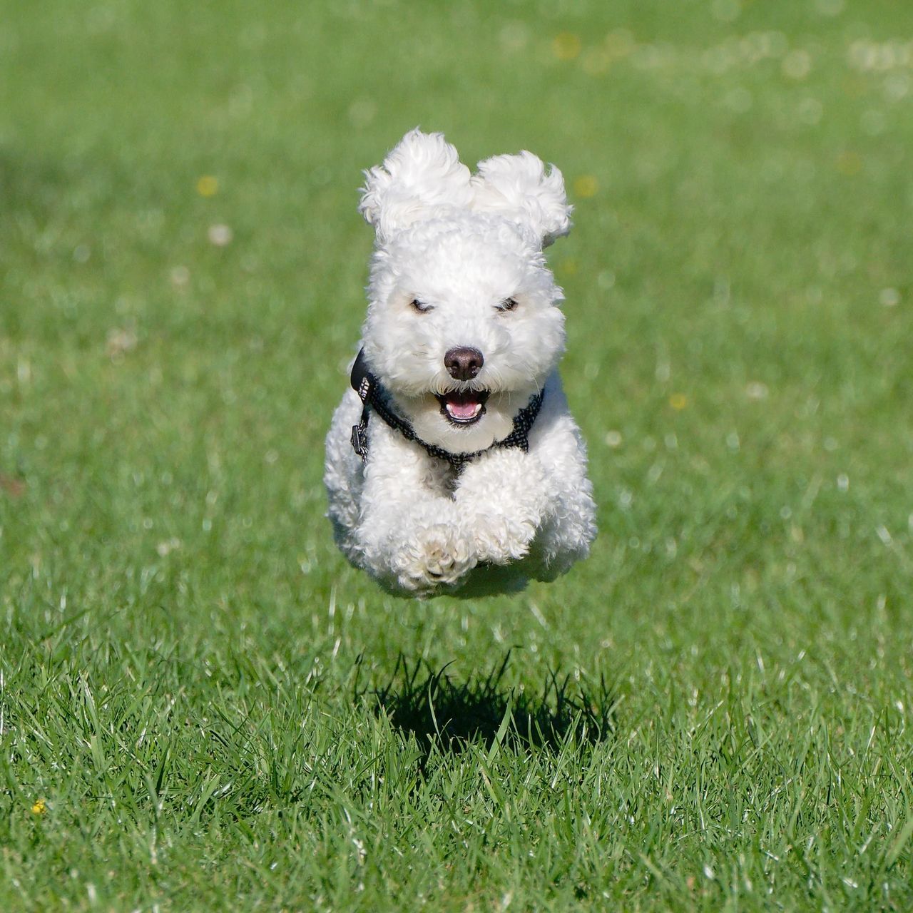 Zdjęcie finalisty konkursu Comedy Pet Photo Awards.