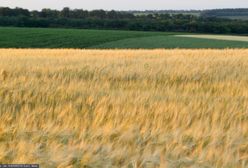 Ten kraj kupuje zboże skradzione Ukrainie przez Rosję. Władze ujawniają