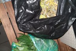 Kłodzko. Zlikwidowano plantację marihuany. 34-latek ma poważne kłopoty