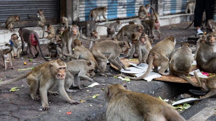 Władze Lop Buri postanowiły schwytać i przemieścić małpy 