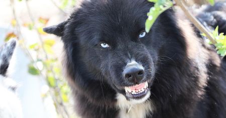 Pies rzucił się na kobietę. 19-latka nie żyje. Horror na Wyspach